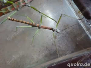 Stabschrecken Nuichua rabaeyae Vietnam Phasmiden Insekten 20x