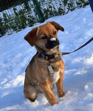 Zuckerschnute Aurelia möchte ihr Herz verschenken 
