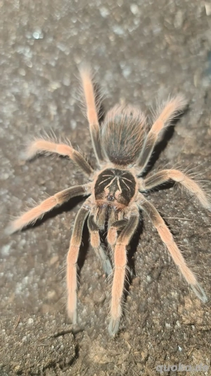 Pamphobeteus sp solaris vogelspinne Tarantel 