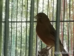 Kanarienhahn, 1 Jahr alt, hübsche Farbe kommt auf dem Bild nicht richtig zur Geltung. 