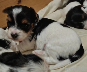 Nur noch 2  süßer  Biewer Yorkshire  Buben  frei .