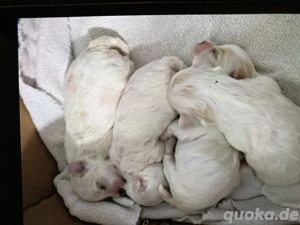 Hallo unsere Maja hat 4 süsse Maltipoo Welpen geboren  es ist noch ein Junge zu haben