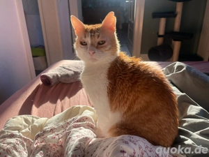 Unsere zarte und verkuschelte Maya sucht ihr goldenes Körbchen