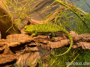 0.1 Teppichchamäleon (Furcifer lateralis)