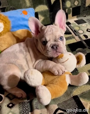 Französische Bulldogge Rüde