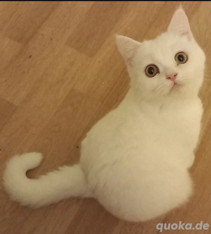weisses Kätzchen 5 monate alt in liebevolle Hände abzugeben. 
