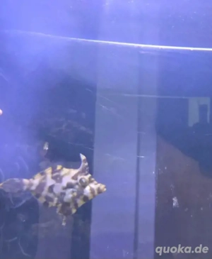 tangfeilenfisch sucht dringend heut wegen umzug