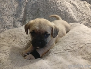 Französische Bulldogge Mix Welpen 