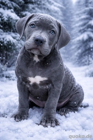 American Bully XL Welpen