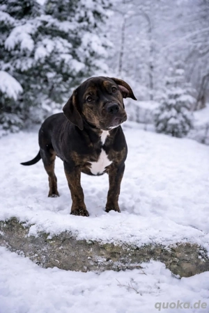 American Bully XL - Black Trindle 