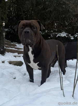 Rüde zum Decken angeboten