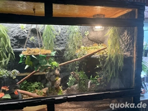 Terrarium 160 100 75 cm inkl. Kornnatter & kompletter Ausstattung
