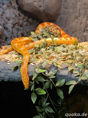 Kornnatter männlich