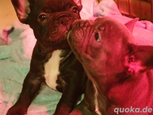 Französische Bulldogge Welpe
