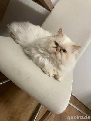 Perser-Kater (Himalayan Colourpoint). Bild 3