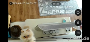 Perser-Kater (Himalayan Colourpoint). Bild 2