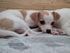 Welpe Chihuahua Mix Hündin 