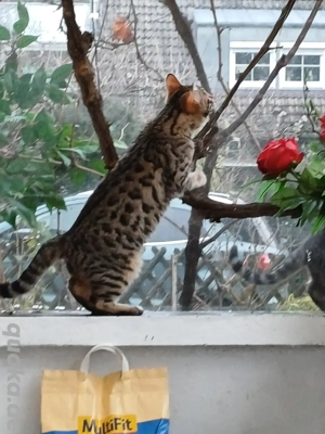 Kitten zum verlieben. 