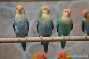 Agaporniden Unzertrennliche Schwarzköpchen Erdbeerenköpf  Bild 3