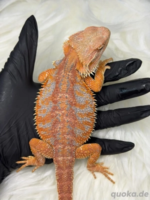 Bartagame Red Hypo High Blue Tiger Weibchen