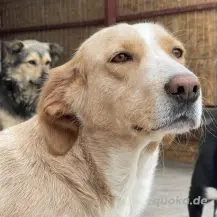 Ampi ca. 40 cm - Die sanfte Seele