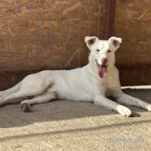 Shiro im Wachstum - Der Charmeur