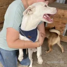 Shiro ca. 46 cm   Der Charmeur Bild 7