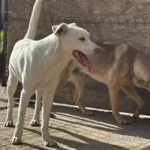 Shiro ca. 46 cm   Der Charmeur Bild 5