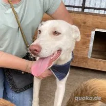 Shiro ca. 46 cm   Der Charmeur Bild 8