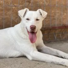 Shiro ca. 46 cm   Der Charmeur