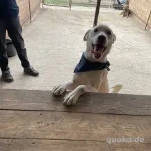 Shiro ca. 46 cm   Der Charmeur Bild 6