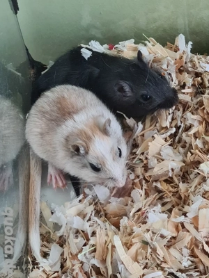 Rennmaus Rennmäuse Wüstenrennmäuse Gerbils