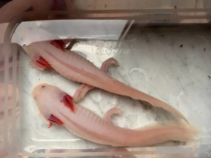 4 Axolotl zu verkaufen