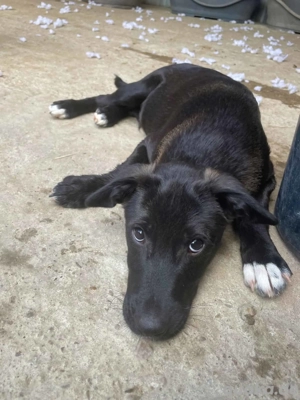 Aurin im Wachstum - der Zuckersüße