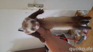 Frettchen paar dringend 