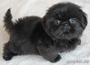 Shih Tzu-Welpe zur Adoption verfügbar.