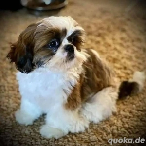 Shih Tzu-Welpe zur Adoption verfügbar.
