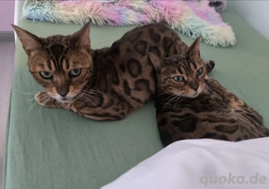 Bengal Katze (n) 