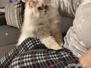 Süße verschmuste Maus 