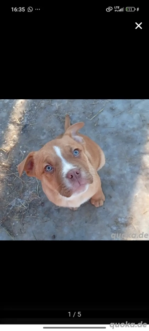 4 liebevolle Rüden in gute  Liebevolle Hände abzugeben