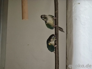 Grünwangen Rotschwanzsittich 