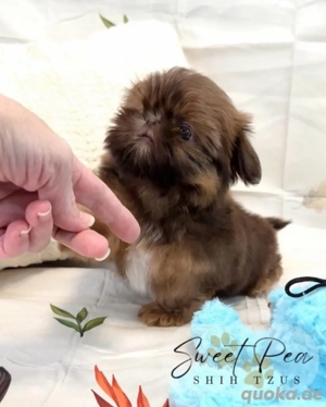 Shih Tzu-Welpe zur Adoption verfügbar. 
