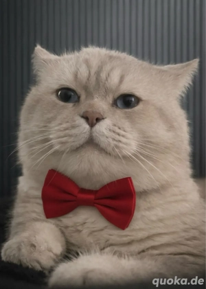  BKH Deckkater blue point  