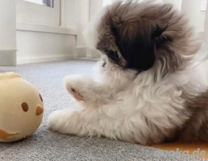 Shih Tzu-Welpe zur Adoption verfügbar. 