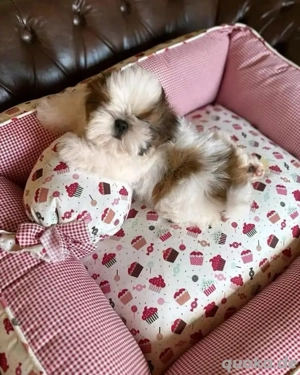 Shih Tzu-Welpe zur Adoption verfügbar.