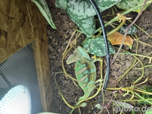 Jemenchamäleon mit Terrarium 