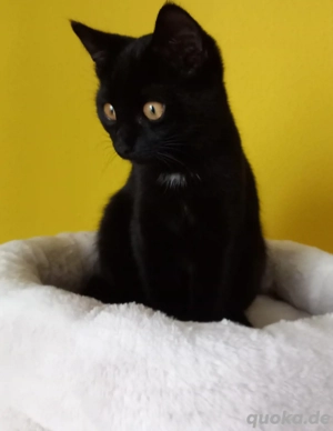 Kätzchen Schwarz 5 monate  in liebevolle Hände abzugeben. 