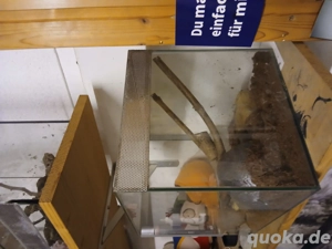 Terrarium top gepflegt 260 300 250