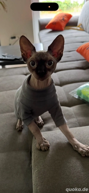 Sphynx-Kater 10 Monate in liebevolle Hände abzugeben 