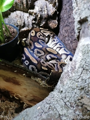  Königspython paar mit Terrarium Python Regius 